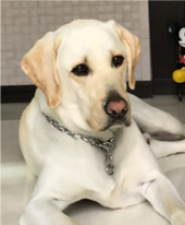 看板犬ジャック